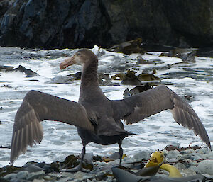 Giant petrel poses on seaside rocks with wings partial outstretched, facing the water