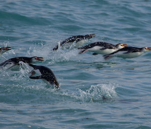 Royal’s returning back to the beach via wave-jumping