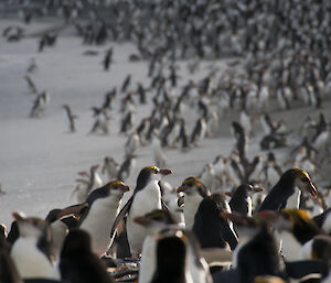 Royal penguins at foreground of image with their yellow mohawks visible. Large colony in background