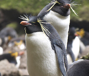 Two rockhopper penguins on a rock