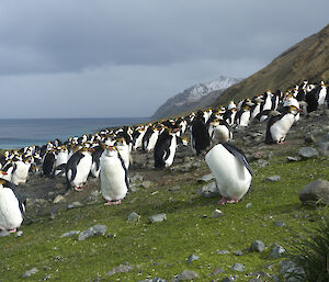 Waterfall Bay Royal penguin colony