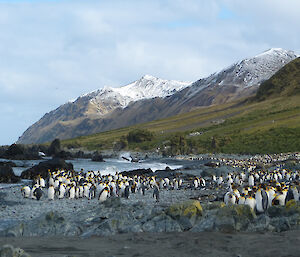 King penguins at Waterfall Bay — incredible snow-capped peaks, lush green hills and waves crashing onto the shore spotted with a large colony of king penguins