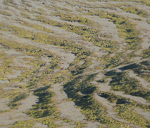 Gravel terracing on the plateau almost looks like man-made rows of growth