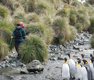 Kelly on left surrounded by large grass bushes, rocky stream in middle and large king penguins on right