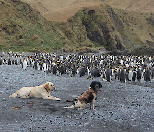 Finn, Ash (dogs) and the king penguins at Green Gorge