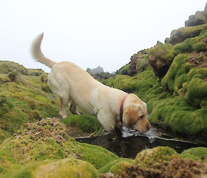 Finn (dog) drinking from a tiny natural pool