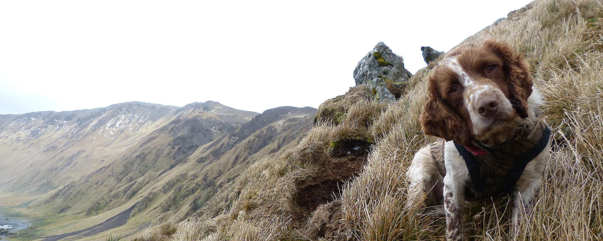 Katie the dog poses for the camera with Macqaurie Island landscape in background