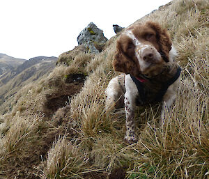 Katie the dog poses for the camera with Macqaurie Island landscape in background