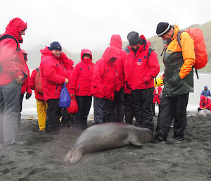 Orion passengers meeting two of the locals — Richard and a young seal