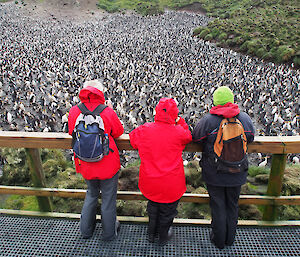 Orion passengers at Sandy Bay boardwalk with bright jackets, backs to camera and hundreds of penguins before them