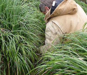 Charles relocating an air sparge — kneeling down in tall grass, his back is seen