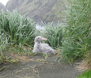 Giant petrel chick