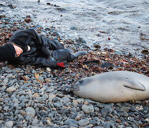 Anna lies on the beach near a juvenile seal, they look at each other