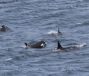 Four Orcas in Garden Cove waters