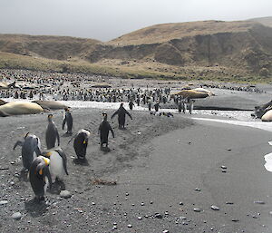 Green Gorge residents including many penguins and a few very large elephant seals