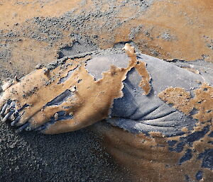 Close up of a moulting elephant seal’s flipper