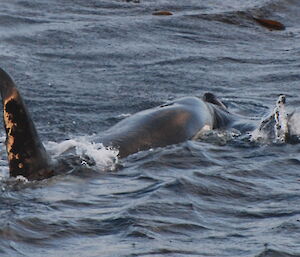Orca catching a young seal