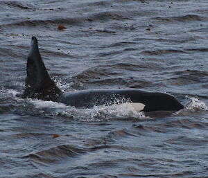 Orca with head and dorsal fin visible