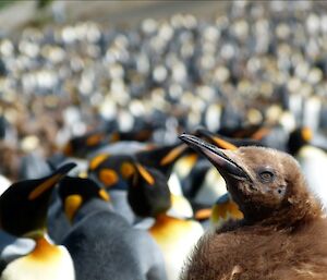King penguins at Sandy Bay with a large brown chick in foreground right and blurred adults in background