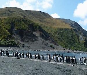 A line of penguins walk along in Sandy Bay