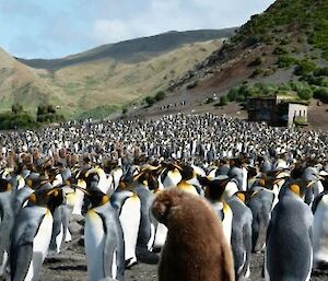 A panorama shot of Sandy Bay showcasing thousands of penguins and landscape in the background