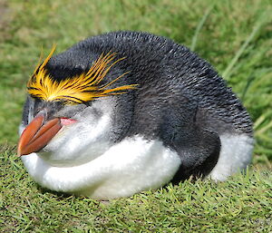 Royal penguin asleep on the ground