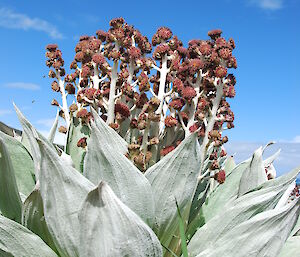 Pleurophyllum in flower