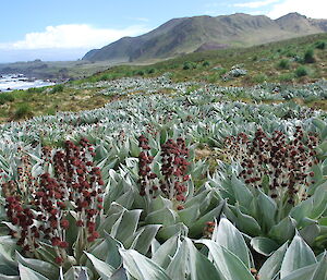 Pleurophyllum in flower