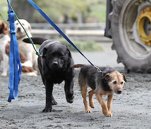 Dogs Wags and Tamar on leads