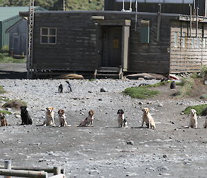 Dogs lined up waiting to start race with penguins and seals in the background as well as Macca buildings