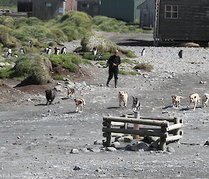 Dogs racing to the finish line at Macquarie Island with one expeditioner looking on