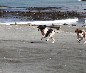 Ash the dog leads in the Boxing Day dog race