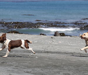 Two dogs racing along the beach on Macquarie Island