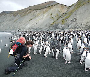 Female on the beach with thousands of royal penguins