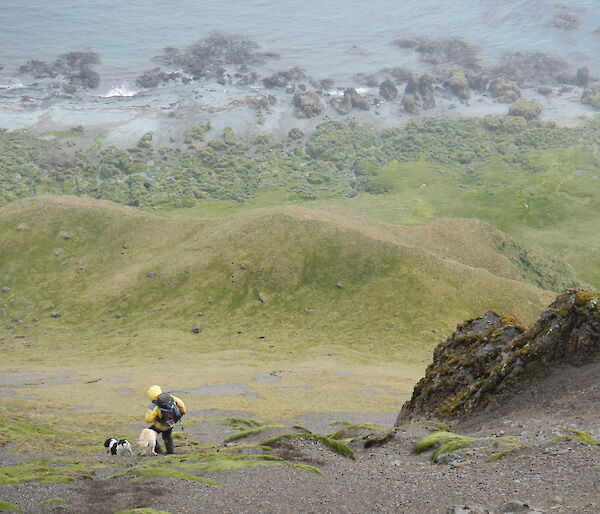 Hunter walking down a steep grassy hill with two dogs