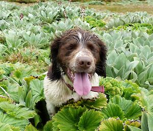 Springer spaniel amongs the macquarie island cabbage