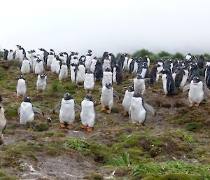 Springer Spaniel sitting with a group of gentoo penguins