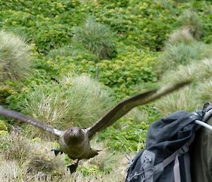 Bird swooping down on expeditioner in the field
