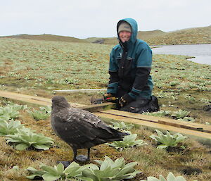 Brown bird alongside expeditioner