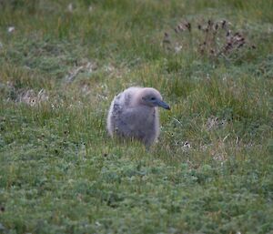 Small grety chick in amongst the grass