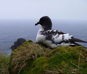 Black and white bird (cape petrel) sitting on nest with ocean in background