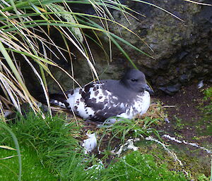 Black and white bird in burrow on egg