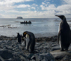 King penguins on the beach looking at the ship