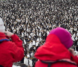 Two tourists in red jackets aiming their camera’s at thousands of royal penguins