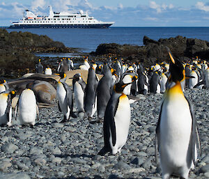 King penguins and the Orion