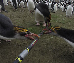 Three royal penguins biting a walking pole