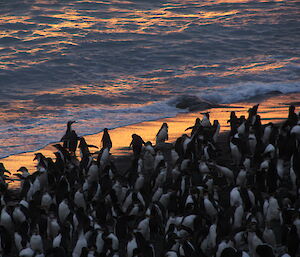Colony of royal penguins on a beach with a pretty sunset