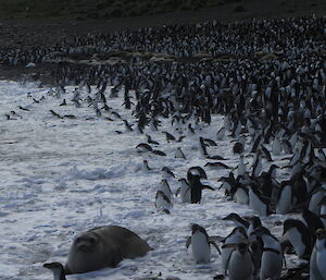 Beach littered with seals and penguins