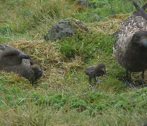 Skua bird with it’s young chick beside it