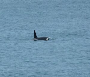 Orca whale off the coast